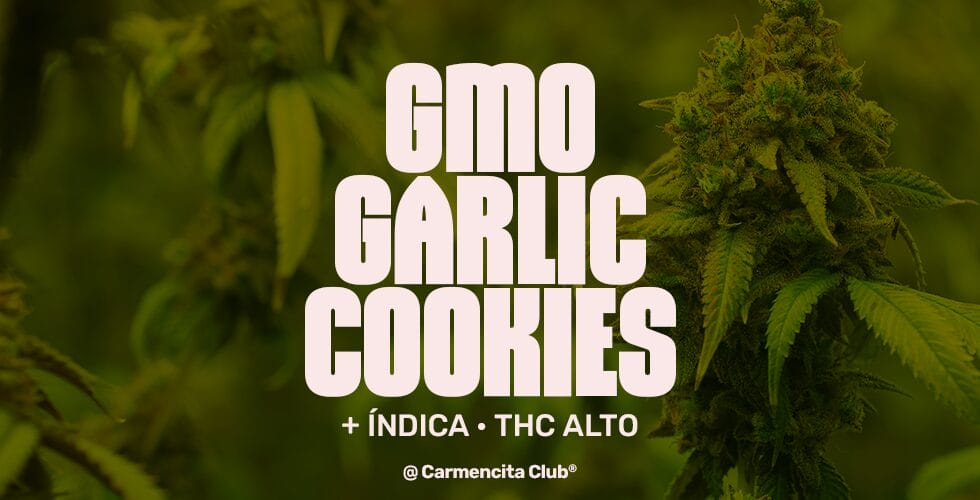 GMO Garlic Cookies @ Carmencita Club® Genetics