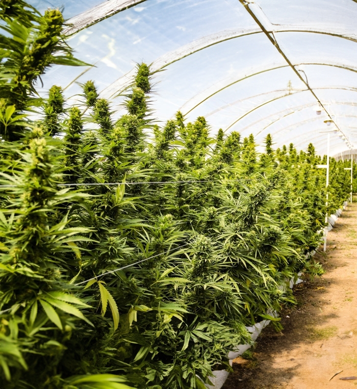 aceite-de-cannabis-carmencita-club_0001