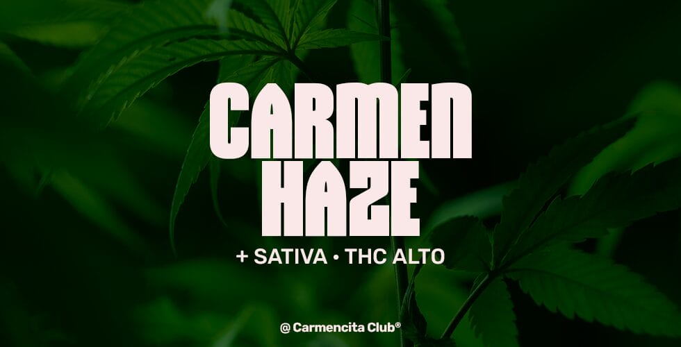 Carmen-haze @ Carmencita Club® Genetics