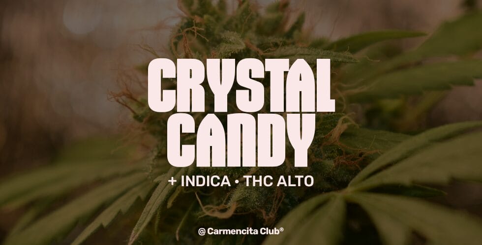 crystal-candy @ Carmencita Club® Genetics