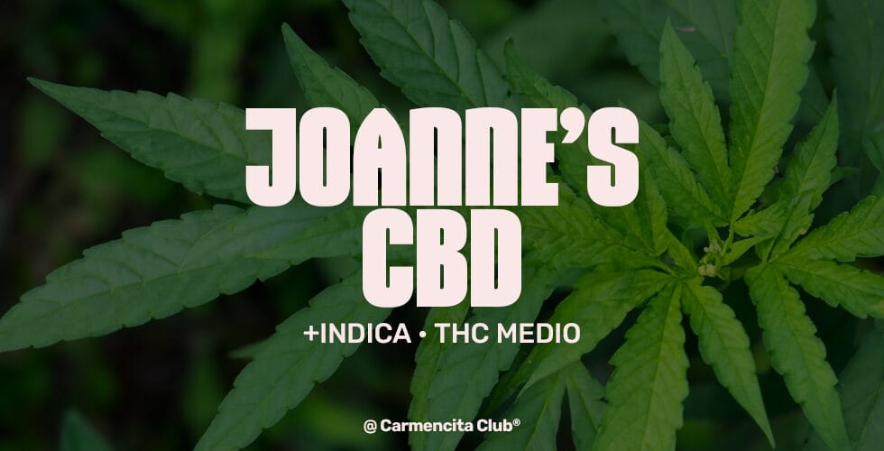 JOANNE'S CBD @ Carmencita Club® Genetics