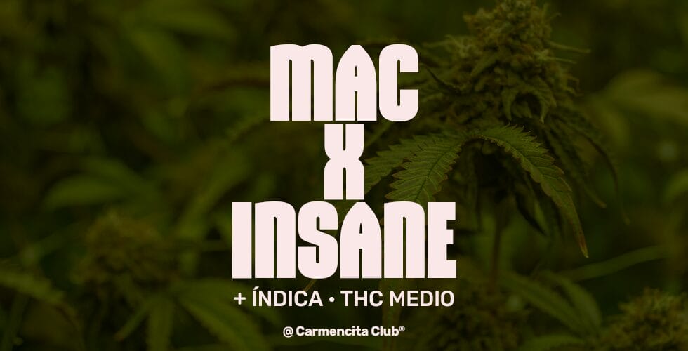 mac x insane@ Carmencita Club® Genetics