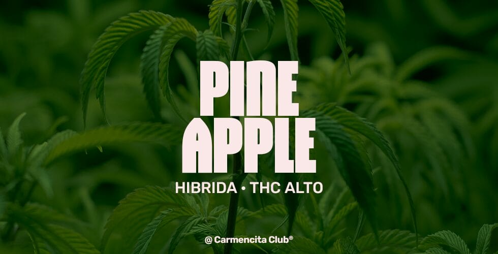 Pine apple @ Carmencita Club® Genetics