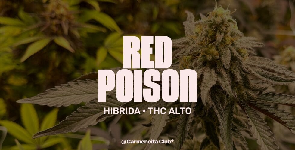 Red-poison @ Carmencita Club® Genetics