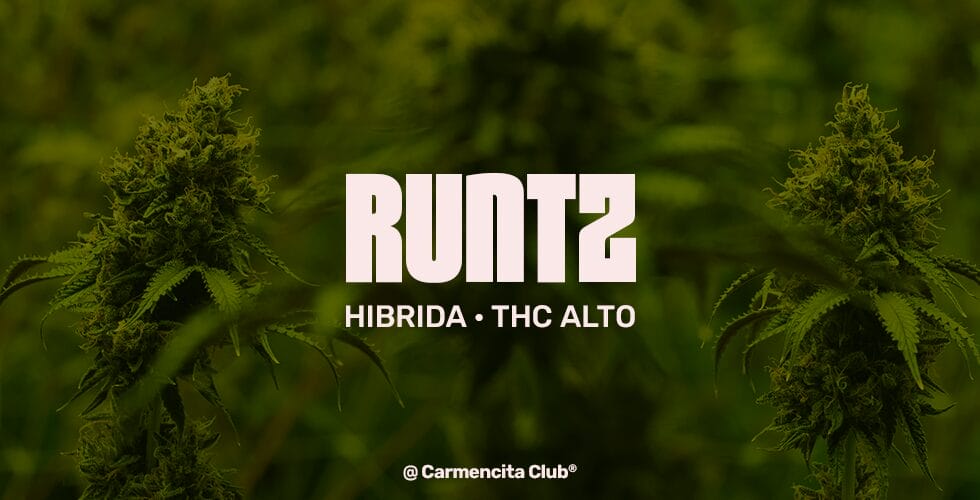 Runtz @ Carmencita Club® Genetics