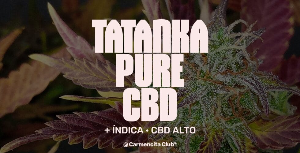 tatanka-pure @ Carmencita Club® Genetics