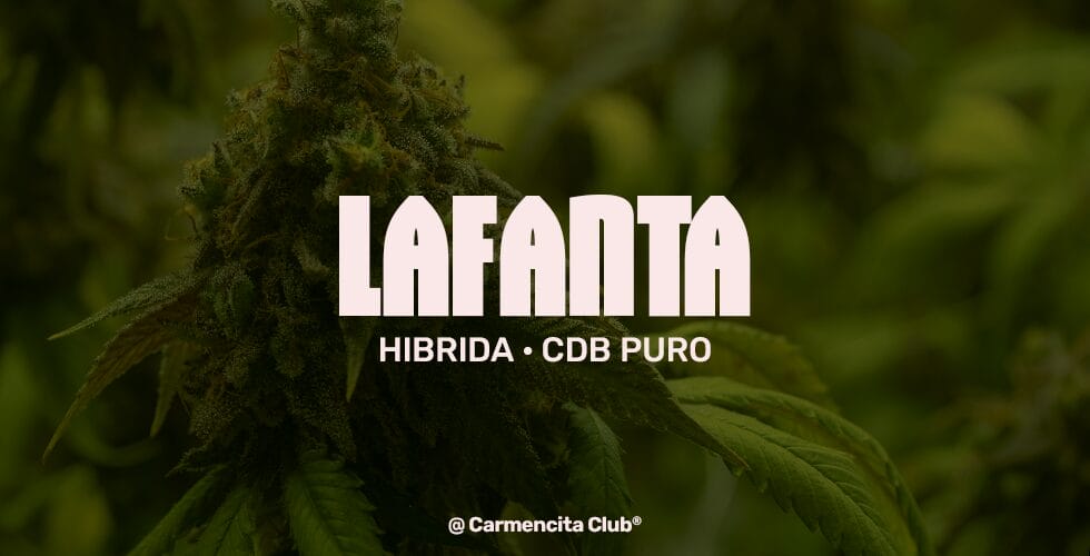 lafanta @ Carmencita Club® Genetics