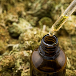 aceite-de-cannabis-carmencita-club_0002