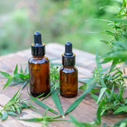 aceite-de-cannabis-carmencita-club_0004